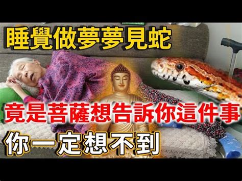 看到蛇代表什麼預兆|【看見蛇代表什麼】看見蛇代表什麼？民俗專家揭露傳統文化中的。